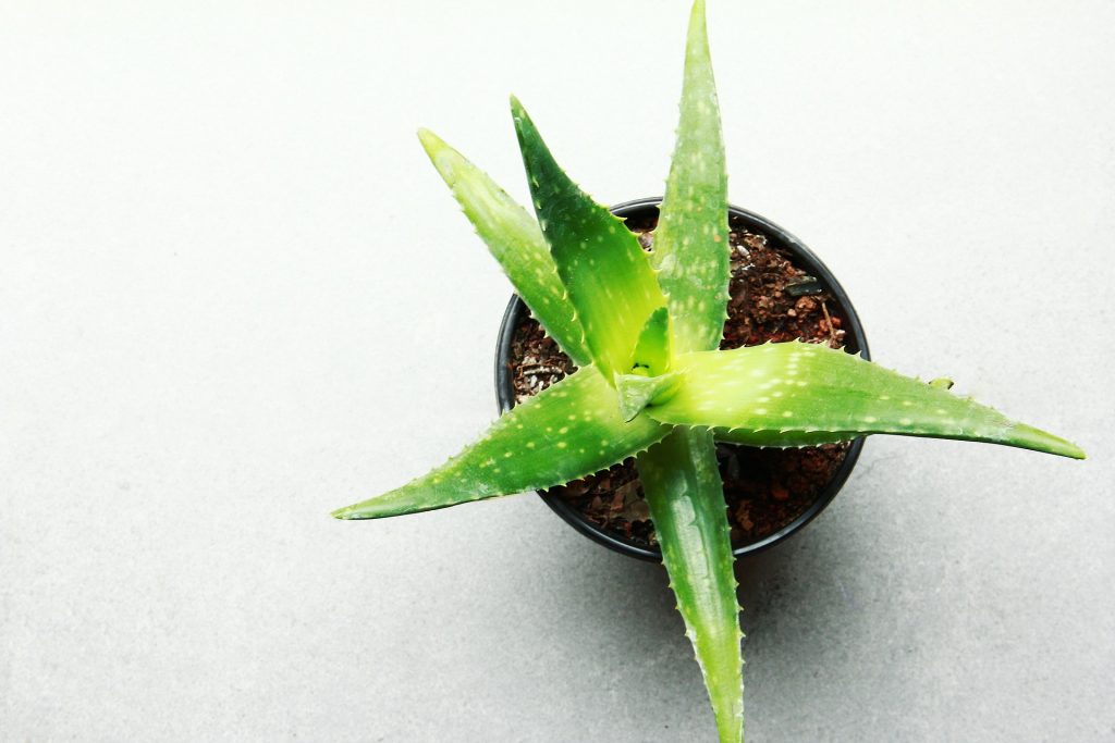 15 Must-Have Indoor Plants With Meanings & Care tips