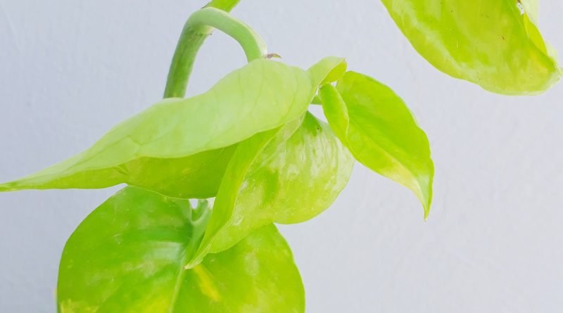 Golden Pothos plant Care and Propagation