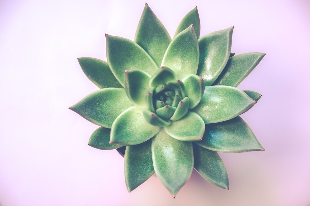 15 Must-Have Indoor Plants With Meanings & Care Tips
