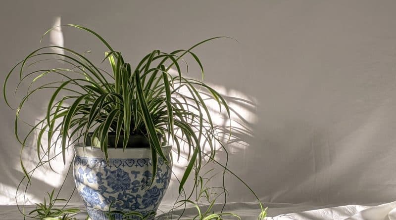 Spider Plant: Meaning, Care, Propagation and Health Benefits