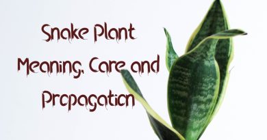 Snake plant meaning care and propagation