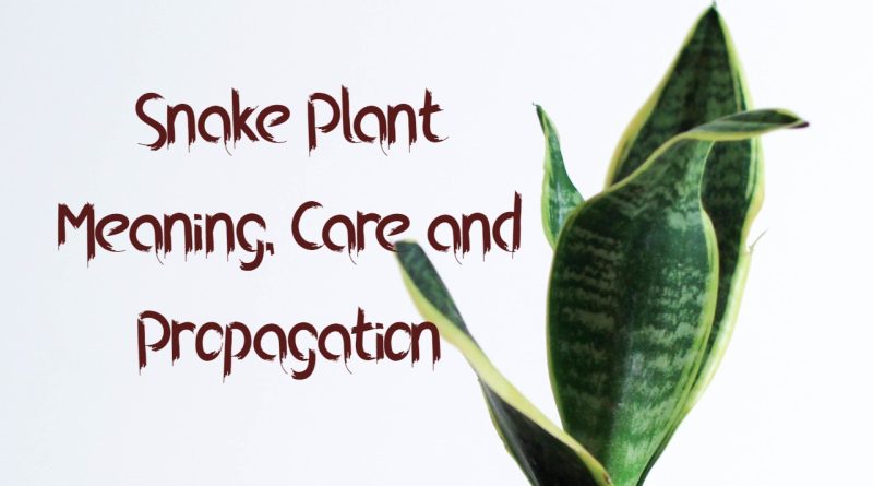 Snake plant meaning care and propagation