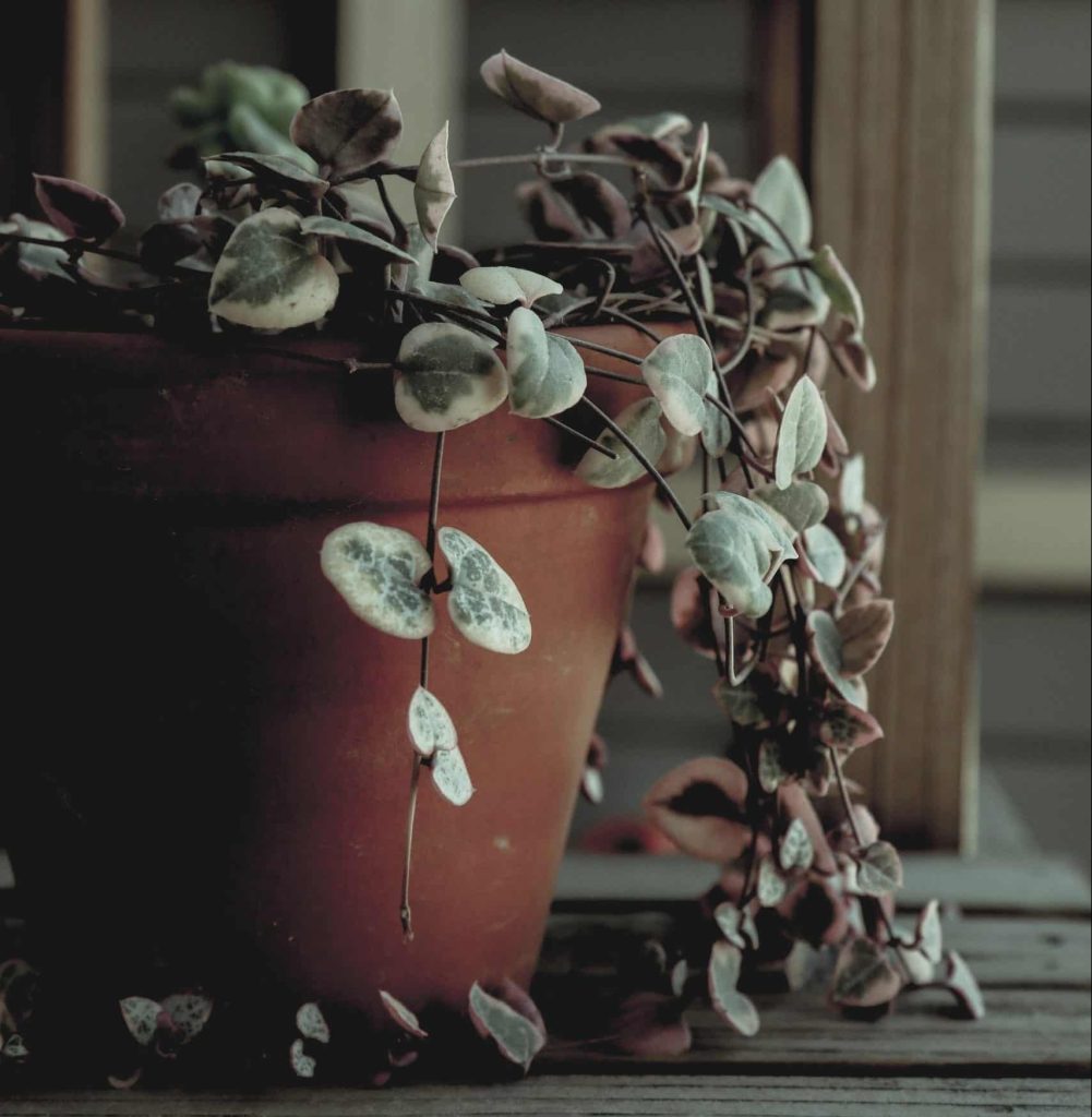 8 Indoor Plants That Symbolize Love