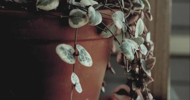 8 Indoor Plants That Symbolize Love