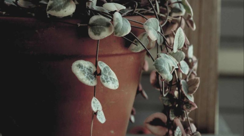 8 Indoor Plants That Symbolize Love