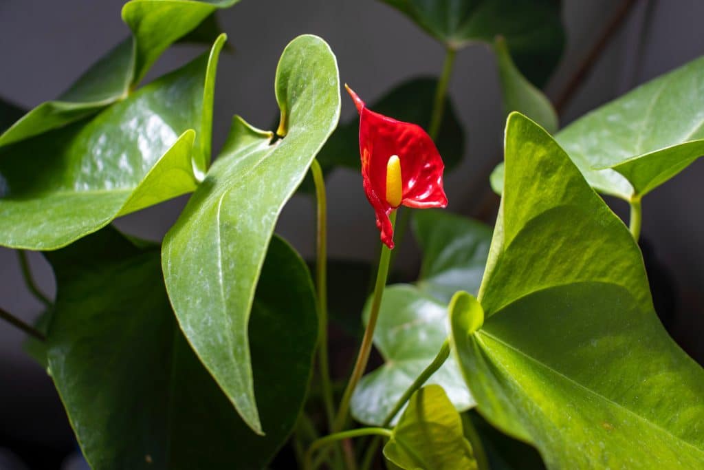 8 Indoor Plants That Symbolize Love