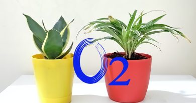 Oxygen Producing Indoor Plants