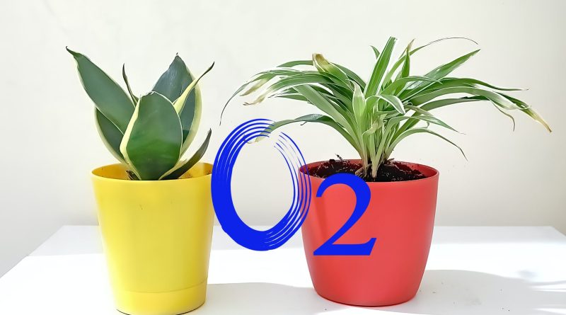 Oxygen Producing Indoor Plants