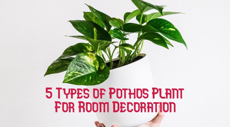5 types of pothos plant for room decoration