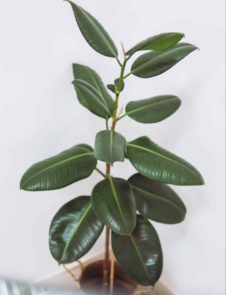 Lucky Indoor Plants For Zodiac Signs