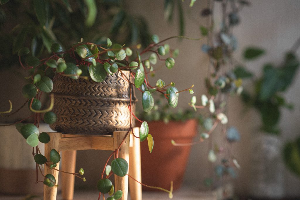 10 Best Hanging Indoor Plants