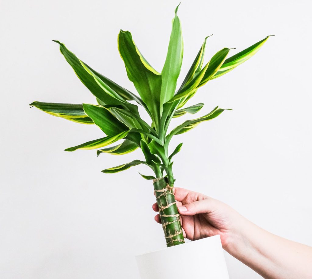 Lucky Indoor Plants For Zodiac Signs