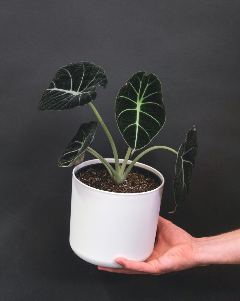 Alocasia Indoor Plant