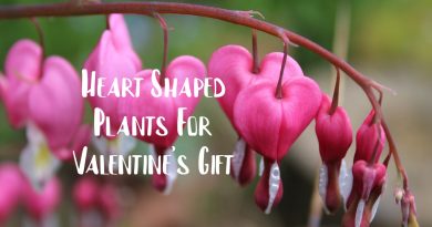 Heart Shaped Plants For Valentine Gift