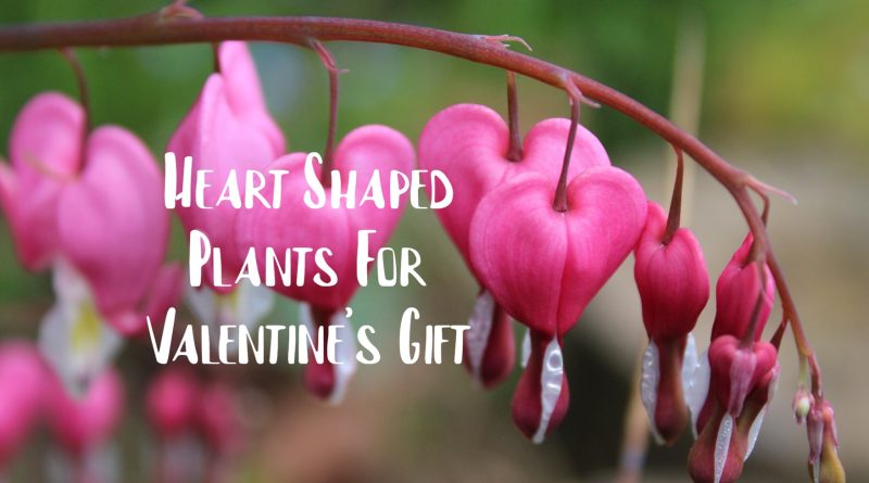 Heart Shaped Plants For Valentine Gift