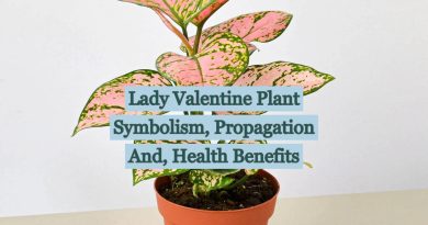 Lady Valentine Plant: Symbolism, Propagation and Health Benefits