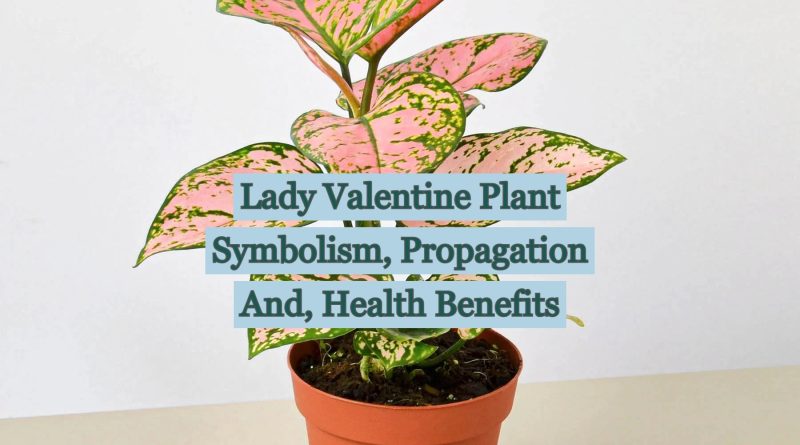 Lady Valentine Plant: Symbolism, Propagation and Health Benefits