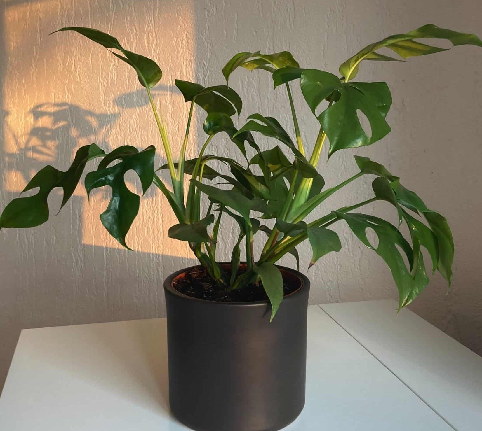 Lucky Indoor Plants For Zodiac Signs