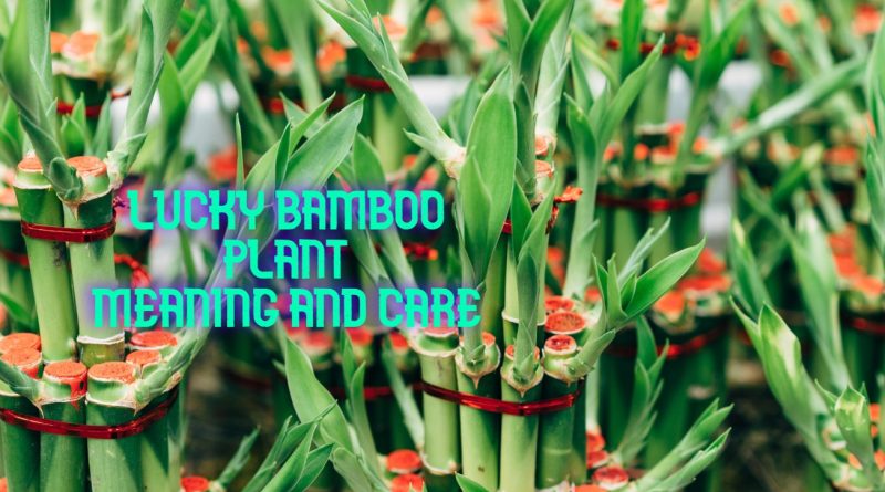 Lucky Bamboo Plant: Meaning and Care