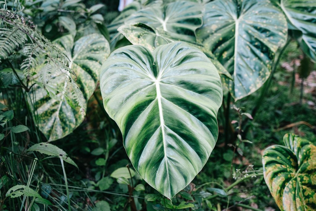 Heart Shaped Plants For Valentine Gift