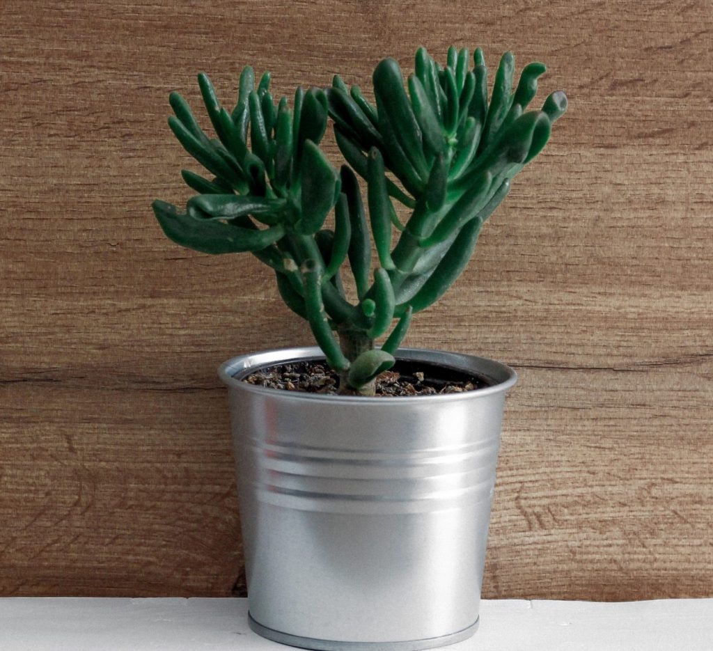 Lucky Indoor Plants For Zodiac Signs