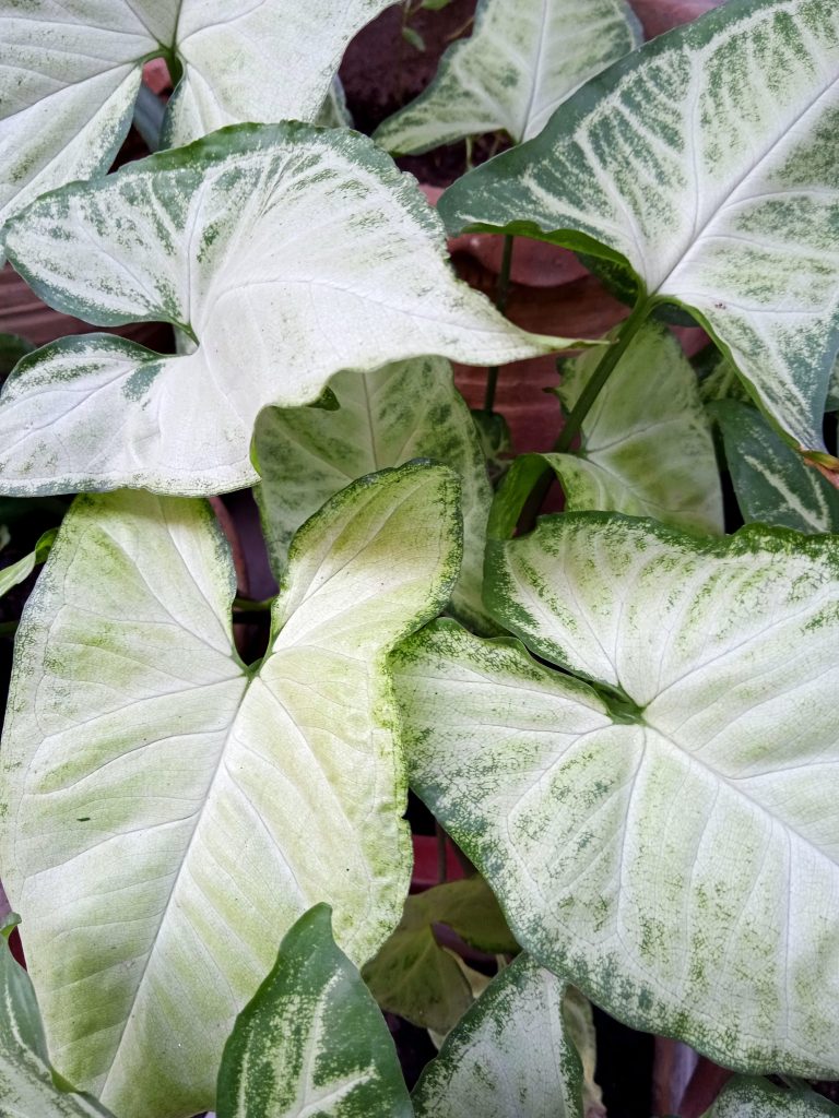 Heart Shaped Plants For Valentine Gift