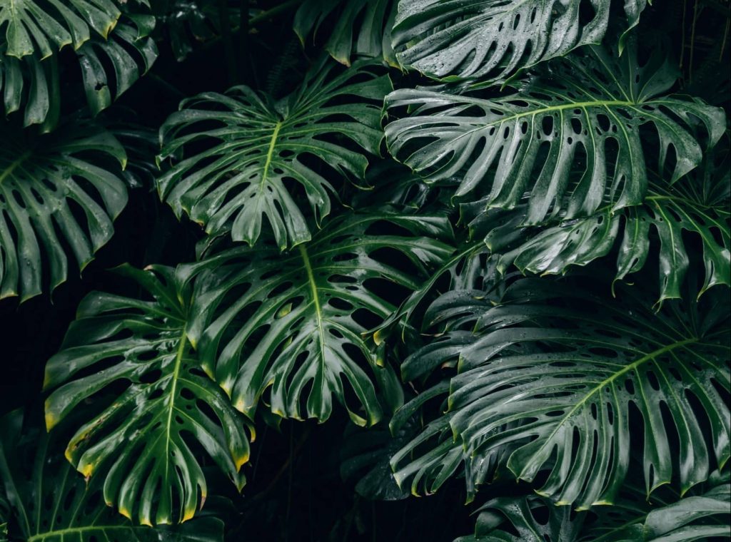 Monstera Indoor PLant