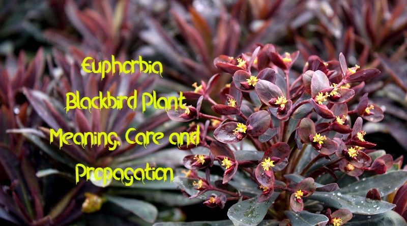 Euphorbia Blackbird Plant