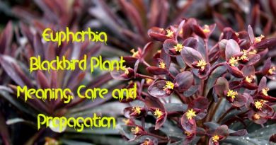 Euphorbia Blackbird Plant