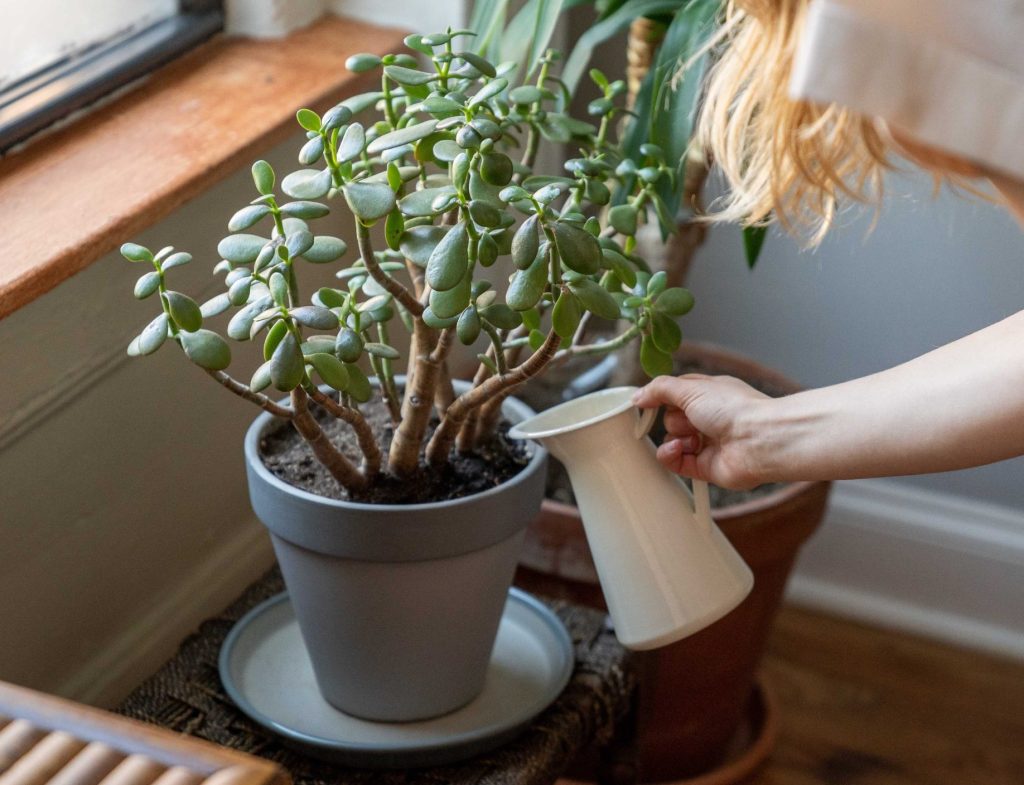 How to water indoor plants