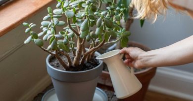 How to water indoor plants