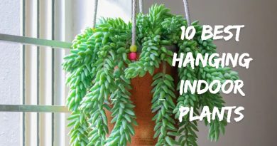 10 Best Hanging Indoor Plants