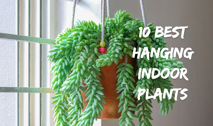 10 Best Hanging Indoor Plants