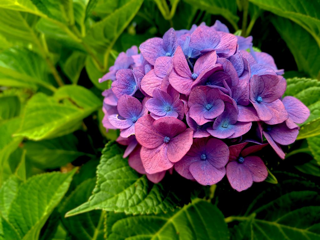 Flowering Plants that Symbolize Love