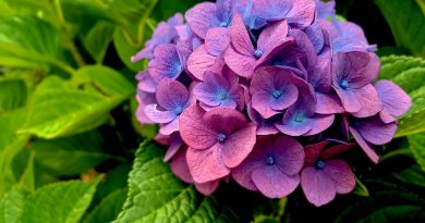 15 Flowering Plants That Symbolize Love