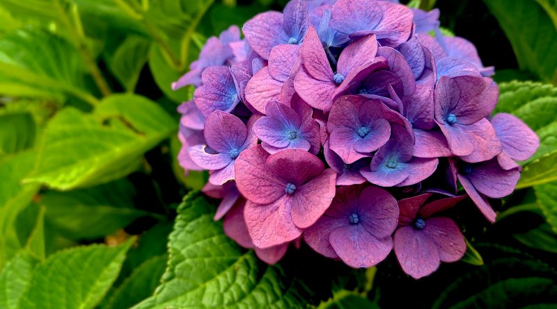 15 Flowering Plants That Symbolize Love