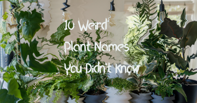 10 Weird Plant Names