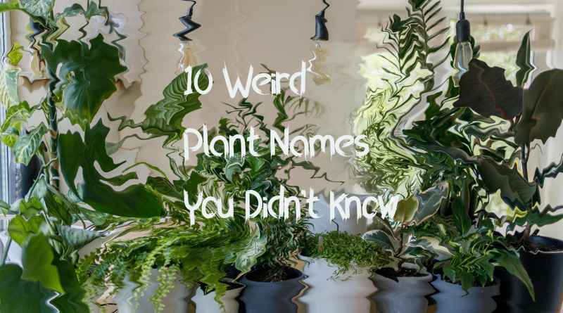 10 Weird Plant Names
