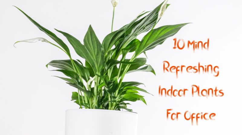 10 mind refreshing indoor plants for office