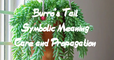 Burro's tail plant meaning care and propagation