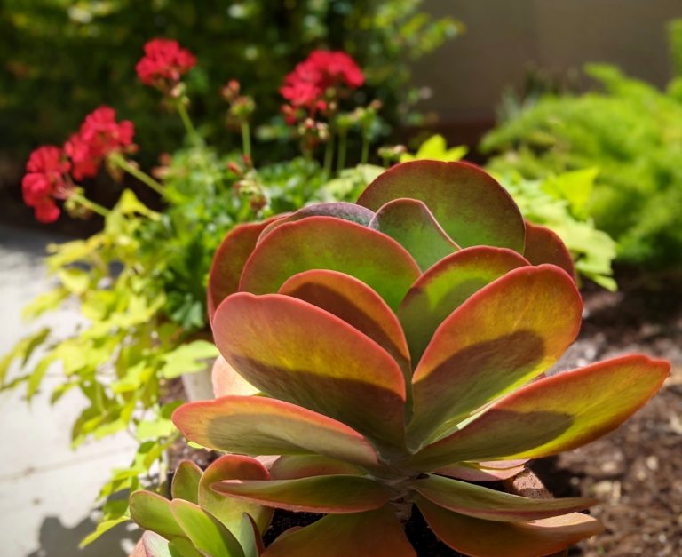 10-weird-plant-names-you-didn-t-know-the-kausee