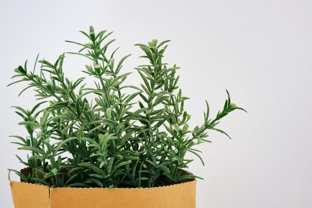10 Mind Refreshing Indoor Plants for Office