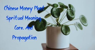 chinese money plant meaning care and propagation