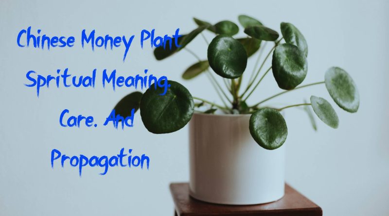 chinese money plant meaning care and propagation