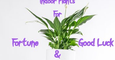 indoor plants for fortune and good luck
