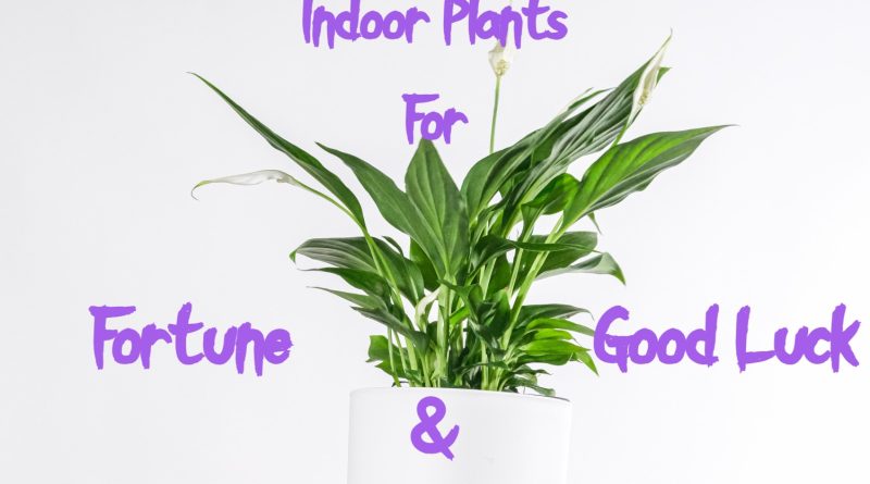 indoor plants for fortune and good luck