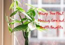 money tree plant meaning care and health benefits