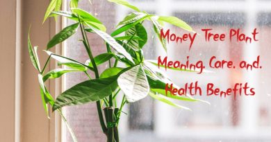 money tree plant meaning care and health benefits