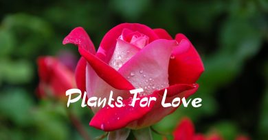 plant that means love