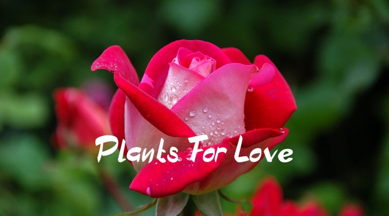 plant that means love